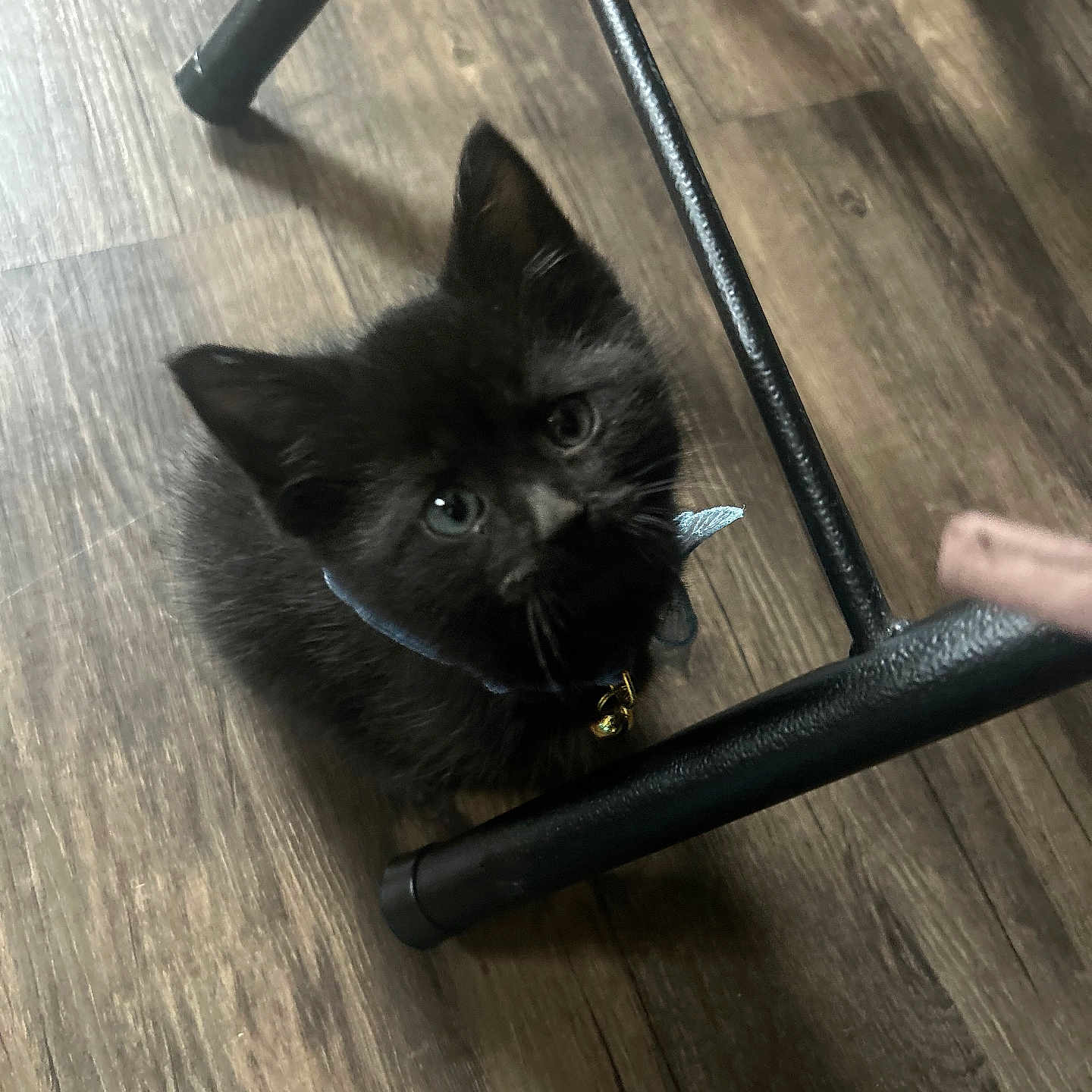 Kiki joined the competition — help win amazing prizes! animal, bell, black_cat, chair_leg, collar, curious, cute, domestic_cat, feline, floor, indoor, kitten, looking_up, pet, playful, sitting, small, whiskers, wood_flooring, young_cat