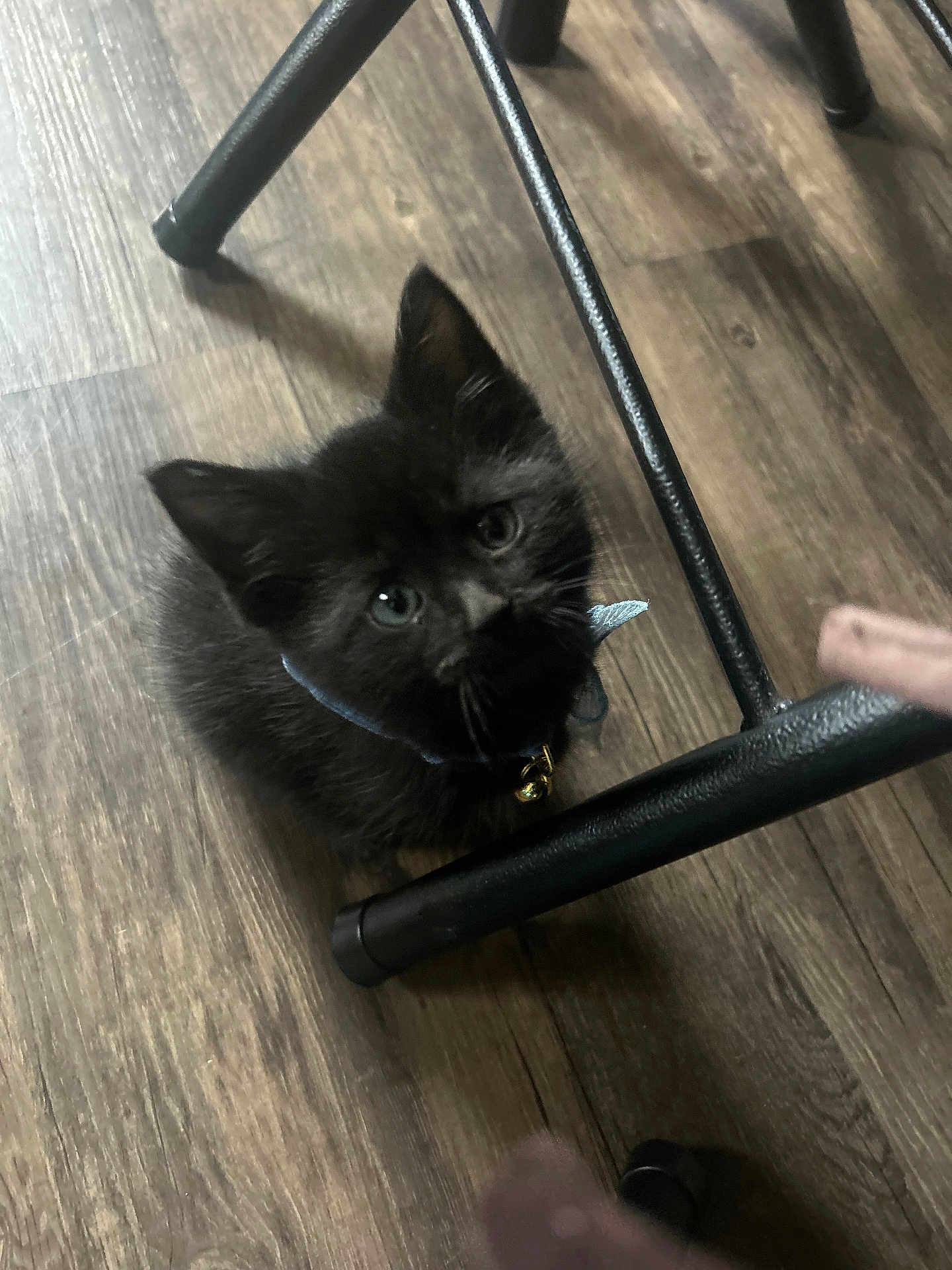 Kiki joined the competition — help win amazing prizes! kitten, black_cat, floor, wood_flooring, collar, bell, pet, animal, indoor, curious, small, feline, chair_leg, looking_up, cute, domestic_cat, young_cat, whiskers, sitting, playful