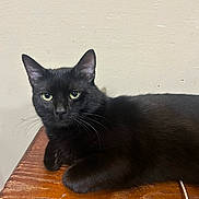 Kiki joined the competition — help win amazing prizes! black_cat, cat, pet, animal, indoor, wooden_surface, green_eyes, feline, resting, portrait, whiskers, ears, fur, domestic_cat, close_up, curious, table, quiet, relaxed, house_pet