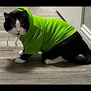 Mochi is registered to the contest to win money with this photo: cat, tuxedo_cat, pet, indoor, hoodie, green_clothing, clothing, hardwood_floor, paws, whiskers, staring, cute, feline, domestic_cat, black_and_white, portrait, crouching, hood, eyes, curiosity