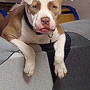 Dita participe au concours pour gagner de l'argent avec cette photo : canine, close_up, collar, couch, cushion, dog, floppy_ears, front_view, funny, furniture, home, indoor, lying_down, pet, pink_nose, pit_bull, portrait, relaxed, sitting, white_and_brown