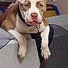 canine, close_up, collar, couch, cushion, dog, floppy_ears, front_view, funny, furniture, home, indoor, lying_down, pet, pink_nose, pit_bull, portrait, relaxed, sitting, white_and_brown
