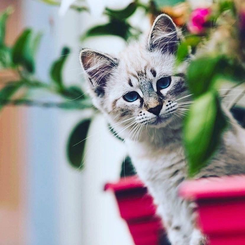 Duchesse a rejoint le concours — aidez-le/la à gagner de superbes lots ! aegean_cat, american_wirehair, asian, carnivore, cat, domestic_short_haired_cat, european_shorthair, eye, felidae, fur, kitten, mammal, plant, polydactyl_cat, small_to_medium_sized_cats, snout, tabby_cat, whiskers