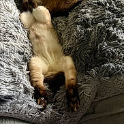 Selene joined the competition — help win amazing prizes! cat, siamese_cat, sleeping, paws, stretched, blanket, plush_blanket, fur, pet, indoor, nap, cozy, closeup, bed, whiskers, feline, dark_paws, light_body, relaxed, portrait