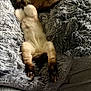 cat, siamese_cat, sleeping, paws, stretched, blanket, plush_blanket, fur, pet, indoor, nap, cozy, closeup, bed, whiskers, feline, dark_paws, light_body, relaxed, portrait