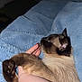 Selene is registered to the contest to win money with this photo: cat, siamese_cat, pet, feline, animal, blue_blanket, blanket, bed, paw, paws, whiskers, ear, fur, human_arm, hand, nail_polish, bracelet, indoor, close_up, biting