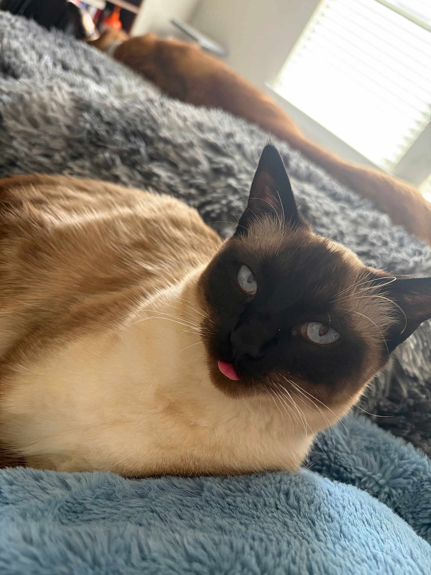 Selene joined the competition — help win amazing prizes! cat, siamese_cat, blep, blue_eyes, whiskers, fur, ears, tongue, bed, blanket, cozy, indoor, close_up, portrait, pet, resting, soft_texture, window_light, domestic, relaxing