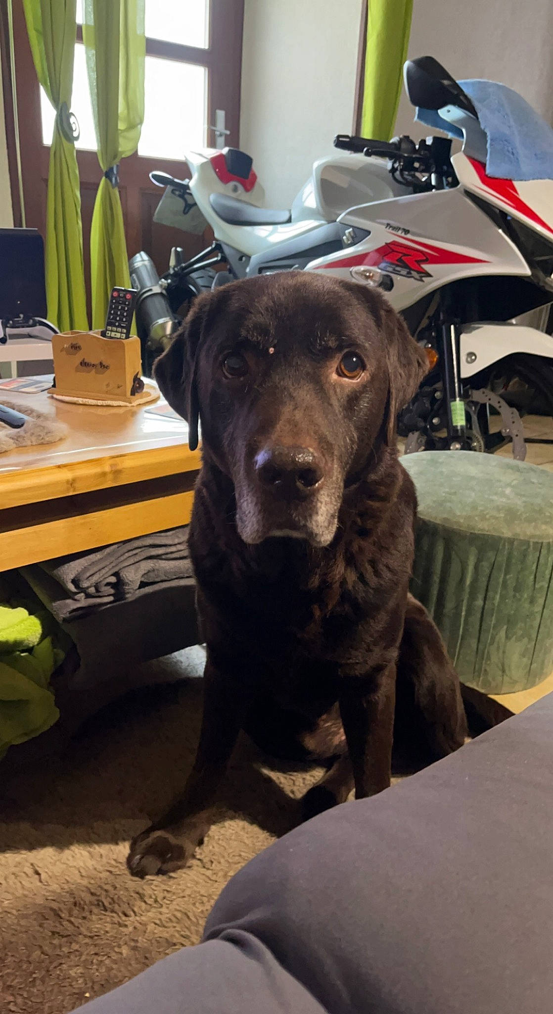 Haribo a rejoint le concours — aidez-le/la à gagner de superbes lots ! borador, canidae, carnivore, chair, collar, companion_dog, dog, dog_breed, dog_collar, fawn, fur, guard_dog, hat, houseplant, liver, room, sporting_group, table, whiskers, working_animal