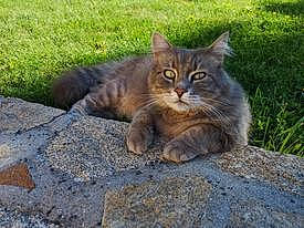 éliot a rejoint le concours — aidez-le/la à gagner de superbes lots ! carnivore, cat, domestic_short_haired_cat, fawn, felidae, fur, grass, groundcover, maine_coon, road_surface, sitting, small_to_medium_sized_cats, snout, soil, tail, terrestrial_animal, whiskers, wildlife, wood