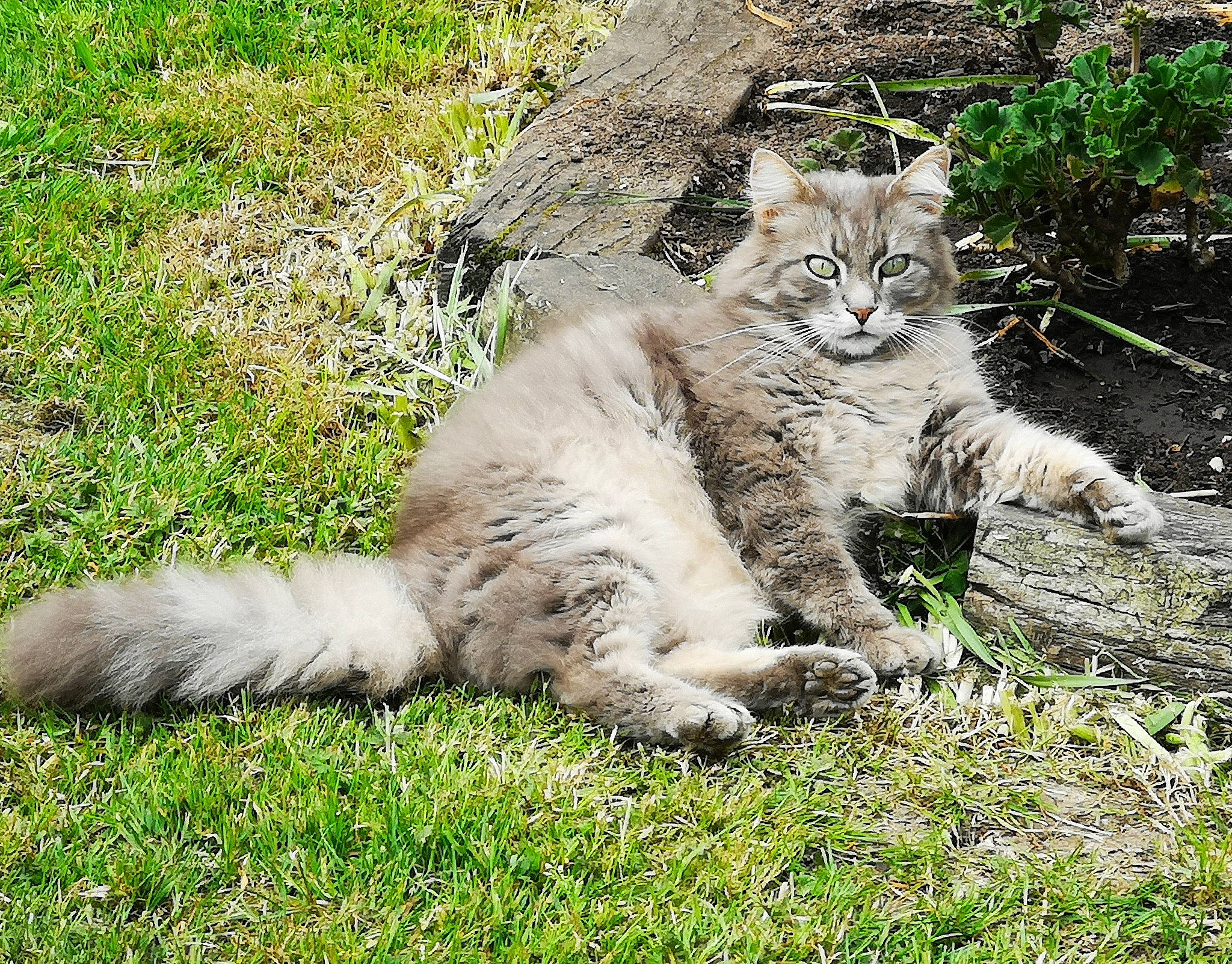 éliot a rejoint le concours — aidez-le/la à gagner de superbes lots ! carnivore, cat, claw, domestic_short_haired_cat, fawn, felidae, fur, grass, grass_family, grassland, groundcover, natural_landscape, paw, plant, small_to_medium_sized_cats, snout, tail, terrestrial_animal, whiskers, wildlife