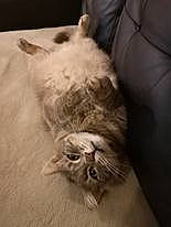 éliot a rejoint le concours — aidez-le/la à gagner de superbes lots ! carnivore, cat, cloud, comfort, domestic_short_haired_cat, felidae, fur, paw, small_to_medium_sized_cats, snout, tail, terrestrial_animal, whiskers