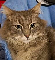 éliot a rejoint le concours — aidez-le/la à gagner de superbes lots ! carnivore, cat, domestic_short_haired_cat, felidae, fur, paw, small_to_medium_sized_cats, snout, terrestrial_animal, whiskers