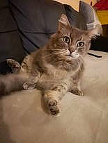 éliot participe au concours pour gagner de l'argent avec cette photo : carnivore, cat, claw, comfort, domestic_short_haired_cat, ear, fawn, felidae, fur, paw, small_to_medium_sized_cats, snout, tail, terrestrial_animal, whiskers, wood