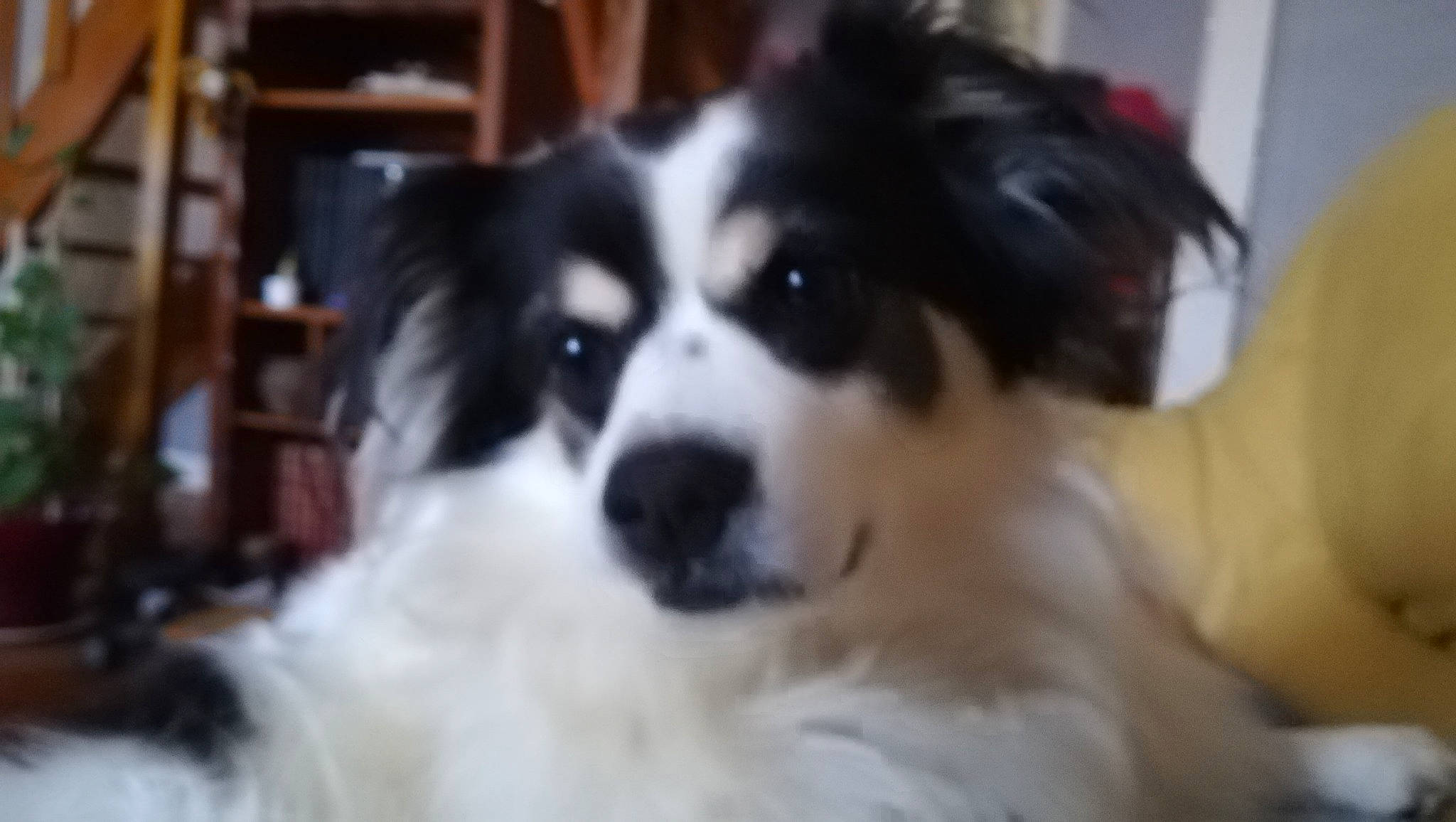 Floppy a rejoint le concours — aidez-le/la à gagner de superbes lots ! australian_collie, border_collie, canidae, carnivore, companion_dog, dog, dog_breed, fur, herding_dog, snout, sporting_group, terrestrial_animal, whiskers, working_animal, working_dog