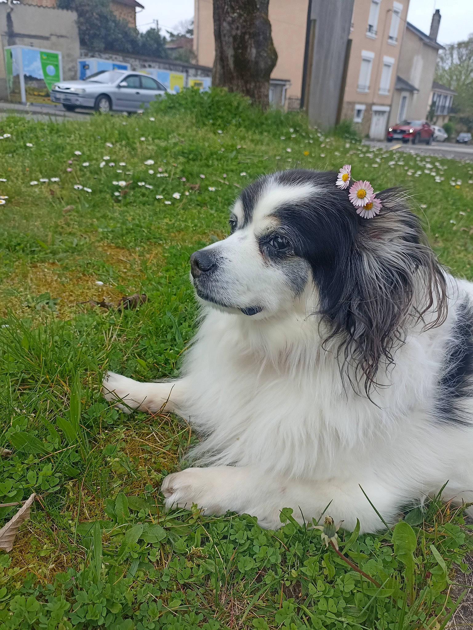 Floppy participe au concours pour gagner de l'argent avec cette photo : building, car, carnivore, companion_dog, dog, dog_breed, fur, grass, herding_dog, plant, sky, snout, sporting_group, terrestrial_animal, tree, vehicle, wheel, whiskers, window, working_dog