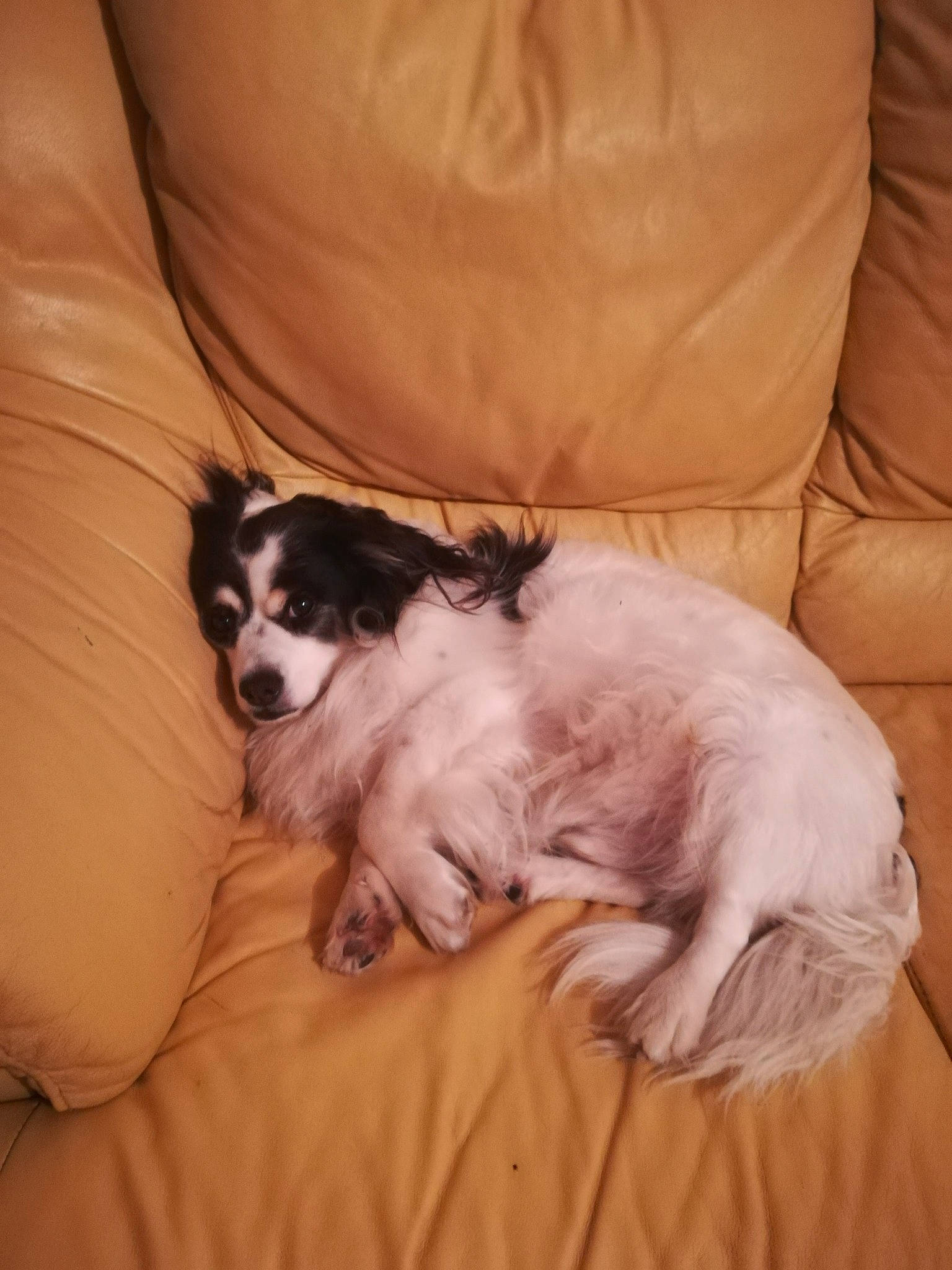 Floppy a rejoint le concours — aidez-le/la à gagner de superbes lots ! bored, canidae, carnivore, comfort, companion_dog, couch, dog, dog_breed, dog_supply, fur, paw, sporting_group, toy_dog, working_animal