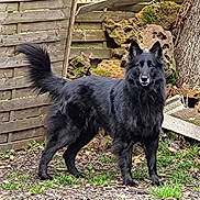 Rhune a rejoint le concours — aidez-le/la à gagner de superbes lots ! alert, animal, backyard, black_dog, canine, daylight, dog, fence, fur, grass, ground, moss, nature, outdoor, pet, rocks, standing, tail, tree, wood
