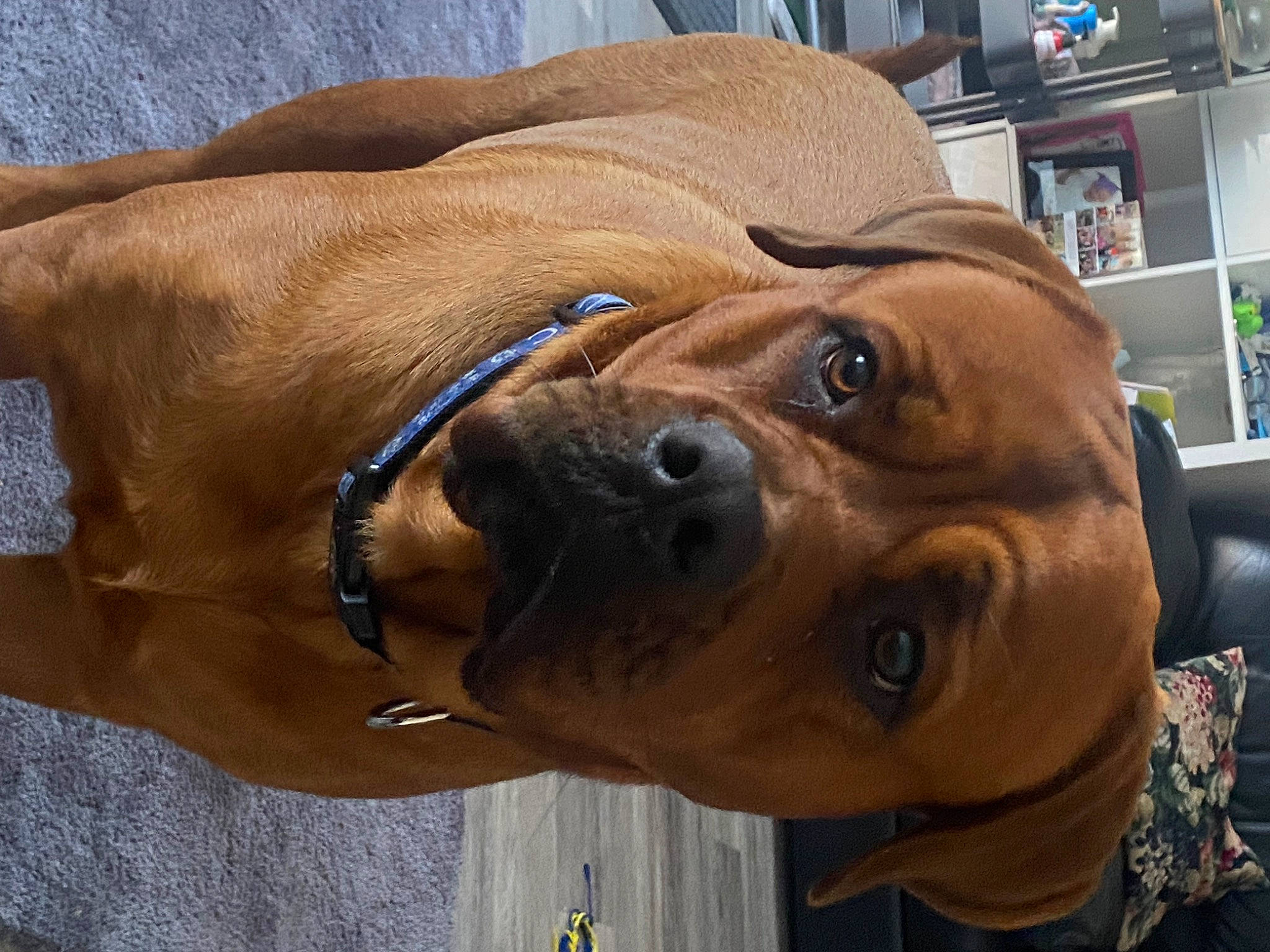 Chelsea is registered to the contest to win money with this photo: bookcase, canidae, carnivore, collar, companion_dog, dog, dog_breed, dog_collar, ear, fawn, leash, liver, pet_supply, shelf, shelving, snout, sporting_group, whiskers, working_animal, wrinkle