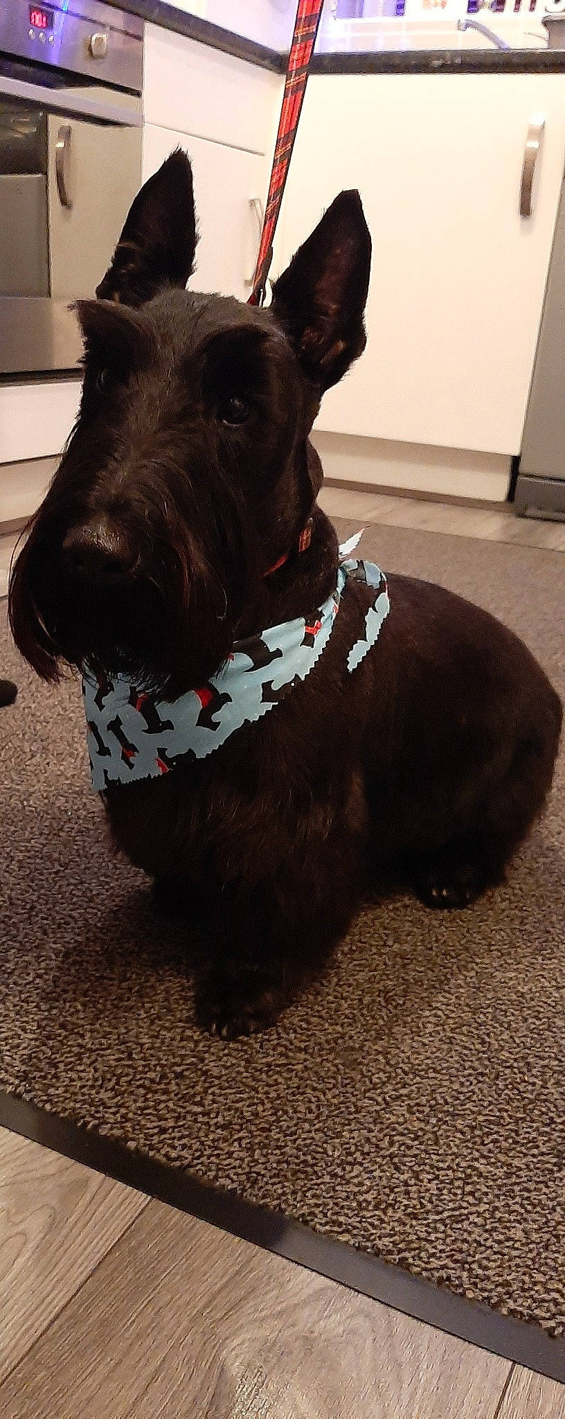 Archie is registered to the contest to win money with this photo: canidae, carnivore, collar, companion_dog, costume_hat, dog, dog_breed, dog_collar, dog_supply, fashion_accessory, fawn, fur, hat, liver, non_sporting_group, pet_supply, snout, sporting_group, terrestrial_animal, working_animal