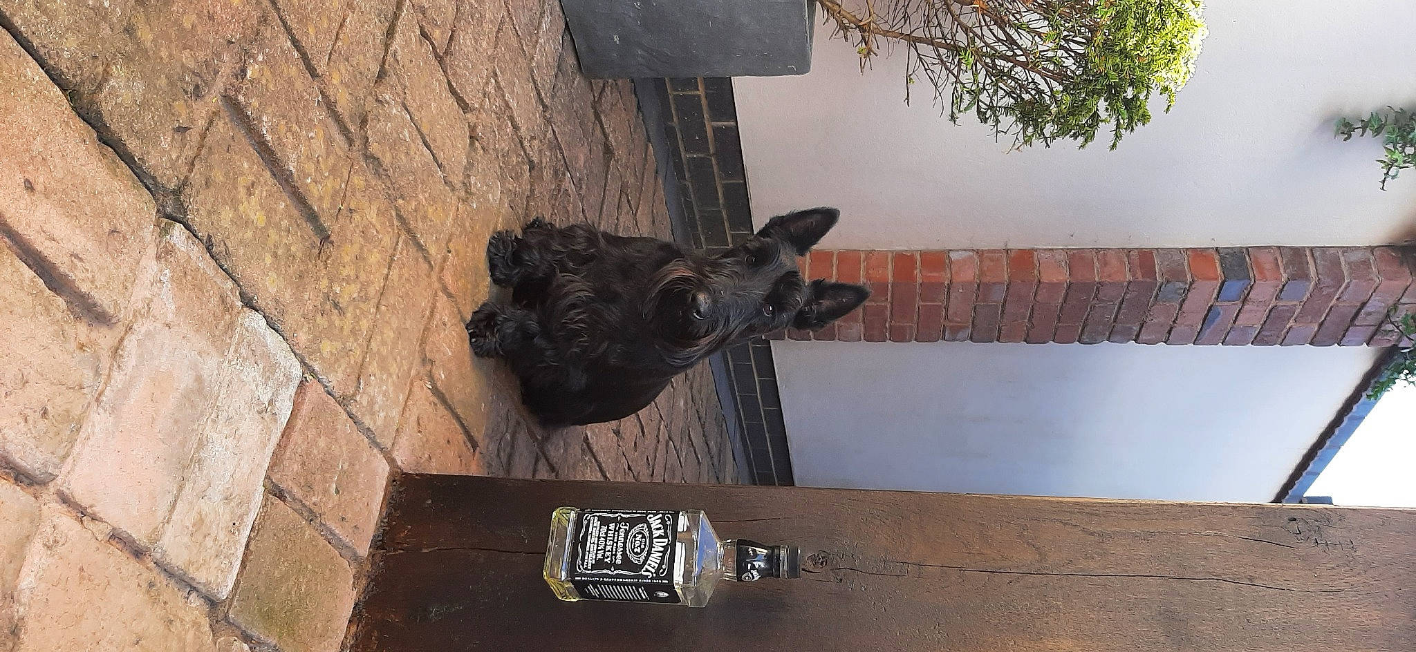 Archie is registered to the contest to win money with this photo: art, brickwork, brown, canidae, carnivore, dog, dog_breed, felidae, flooring, funeral, guard_dog, hardwood, plant, sculpture, shadow, small_to_medium_sized_cats, snout, tail, wood, working_animal