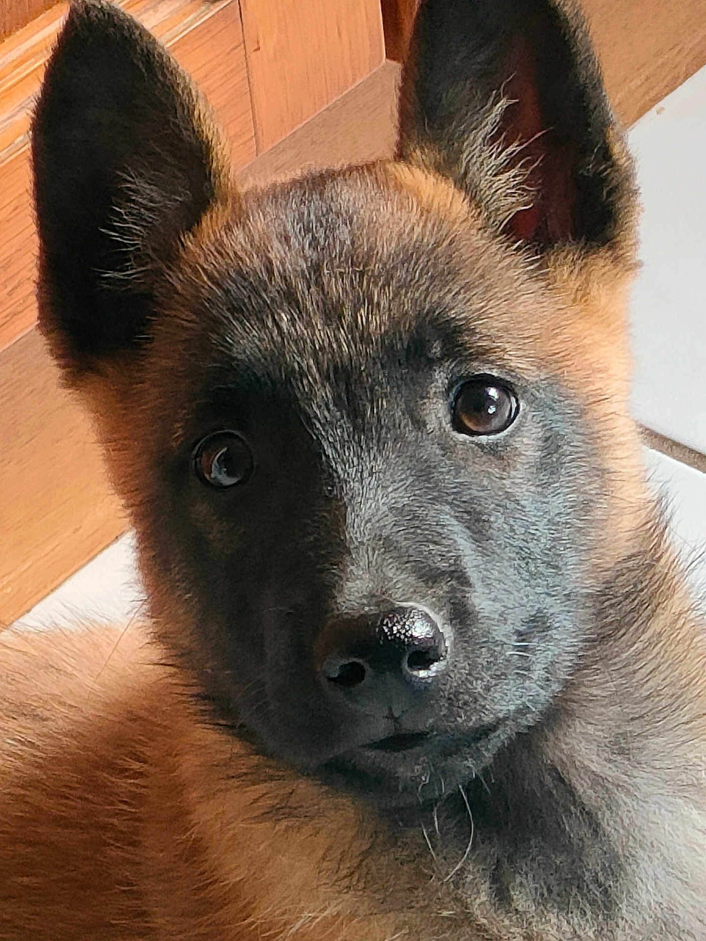 Roxy a rejoint le concours — aidez-le/la à gagner de superbes lots ! puppy, dog, close_up, ears, fur, pet, animal, brown, black, nose, eyes, indoor, wood_floor, wood_paneling, cute, young, portrait, looking, face, adorable
