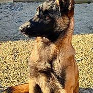 Roxy a rejoint le concours — aidez-le/la à gagner de superbes lots ! dog, german_shepherd, puppy, outdoor, sunlight, gravel, sitting, animal, pet, fur, ears, nose, brown, black, side_view, young, alert, nature, daylight, canine