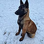 Roxy participe au concours pour gagner de l'argent avec cette photo : dog, belgian_malinois, snow, outdoor, animal, pet, fur, sitting, alert, ears, canine, muzzle, winter, nature, companion, portrait, watchful, brown, black, paw