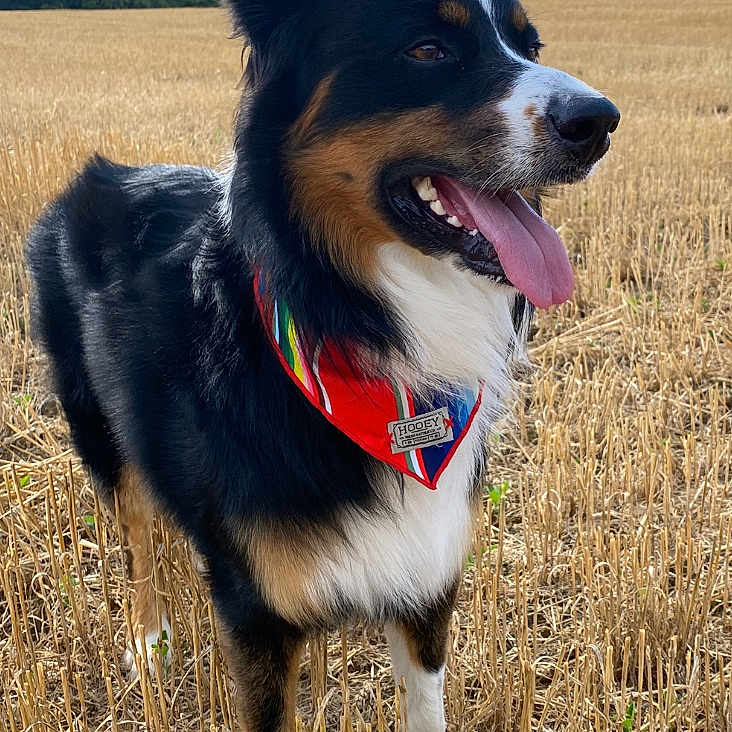 Bandit