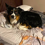 Bandit joined the competition — help win amazing prizes! dog, border_collie, pet, animal, black_white_tan, tri_color, fluffy, long_hair, pointed_ears, brown_eyes, lying_down, bed, bedroom, pillow, blanket, bedding, indoor, portrait, alert, cozy