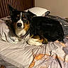 dog, border_collie, pet, animal, black_white_tan, tri_color, fluffy, long_hair, pointed_ears, brown_eyes, lying_down, bed, bedroom, pillow, blanket, bedding, indoor, portrait, alert, cozy