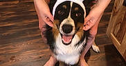 Bandit is registered to the contest to win money with this photo: dog, bunny_ears, pet, portrait, happy, smiling, open_mouth, black_and_white, tan_fur, long_hair, floppy_ears, animal, human_hands, tattoo, bare_feet, wooden_floor, indoor, kitchen, colorful_clothing, holiday_costume