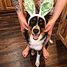 dog, bunny_ears, pet, portrait, happy, smiling, open_mouth, black_and_white, tan_fur, long_hair, floppy_ears, animal, human_hands, tattoo, bare_feet, wooden_floor, indoor, kitchen, colorful_clothing, holiday_costume