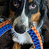 dog, puppy, tricolor, black_and_white, brown, portrait, close_up, sitting, rope_toy, chew_toy, playful, wide_eyes, floppy_ears, snout, whiskers, fur, indoor, chair, carpet, pet_photography