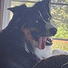 dog, black_and_tan, large_dog, sitting, panting, tongue_out, open_mouth, pointed_ears, long_fur, canine, pet, indoors, window, backlit, outdoors, trees, couch, portrait, happy, animal