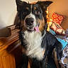 dog, pet, portrait, sitting, tongue_out, smiling, fluffy, black_and_white, tri_color, long_hair, pointed_ears, brown_eyes, indoors, bedroom, bed, pillows, wooden_furniture, warm_lighting, cozy, happy