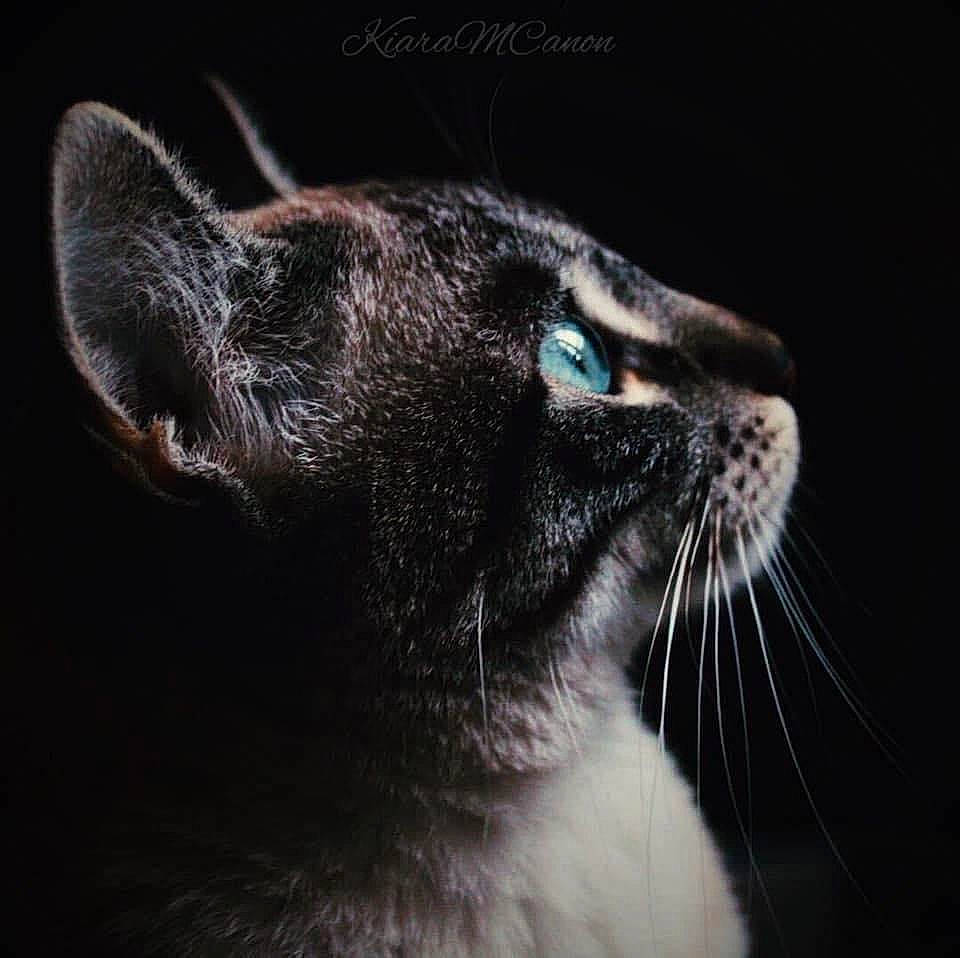 Shyva a rejoint le concours — aidez-le/la à gagner de superbes lots ! asian, black_and_white, black_cat, burmese, carnivore, cat, close_up, darkness, felidae, fur, photography, sky, small_to_medium_sized_cats, snout, tonkinese, whiskers