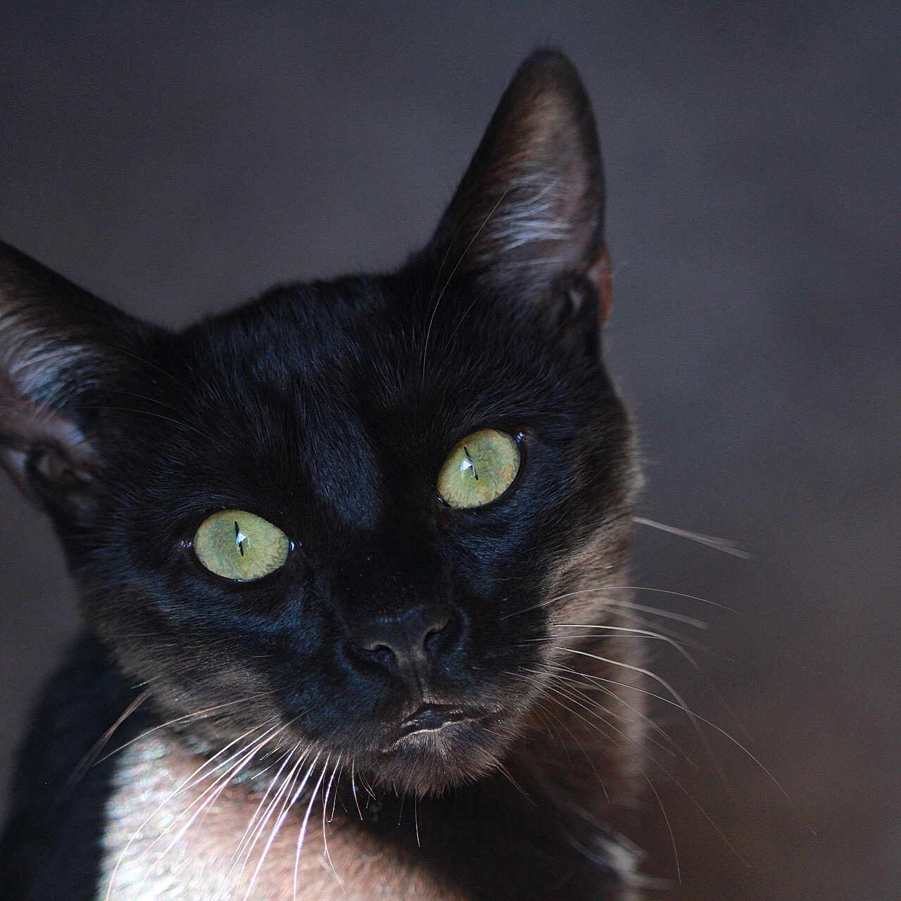 Blacky