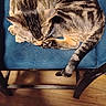 Big Back joined the competition — help win amazing prizes! blue_cushion, cat, chair, close_up, curled_up, domestic_cat, feline, fur, home, indoor, nap, paw, pet, relaxed, seat, sleeping, tabby_cat, tail, whiskers, wood_floor