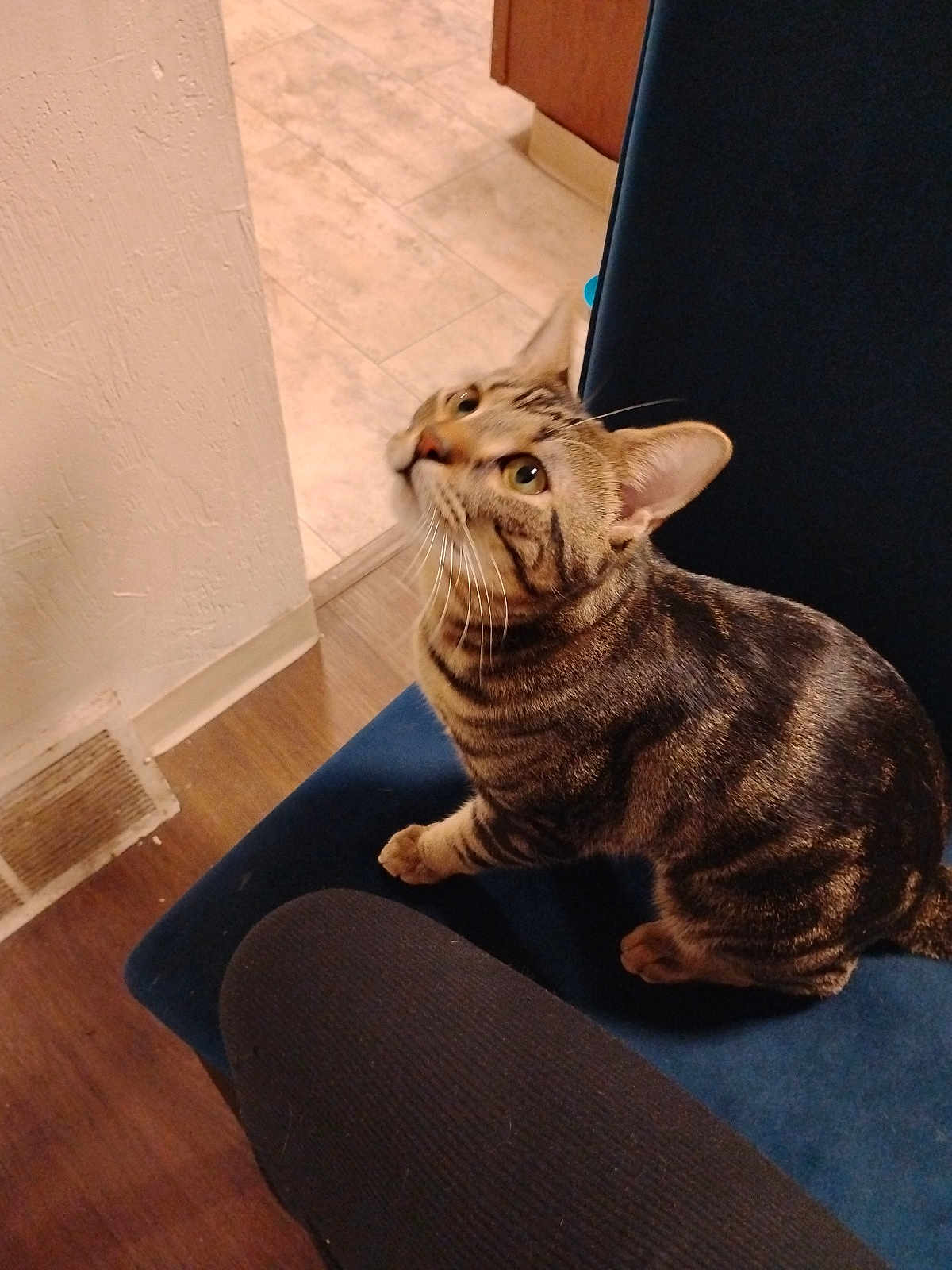 Big Back joined the competition — help win amazing prizes! cat, tabby_cat, pet, indoor, blue_chair, striped_fur, whiskers, looking_up, eyes, ears, paws, sitting, wood_floor, tile_floor, wall, vent, human_leg, home_interior, seat, curiosity