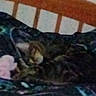 bed, bedding, blanket, blur, cat, closeup, cozy, domestic_cat, feline, fur, grainy, headboard, indoor, night, pet, resting, sleeping, striped, tabby_cat, whiskers