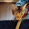 Big Back is registered to the contest to win money with this photo: blurry, cat, close_up, curiosity, domestic_animal, ears, feline, indoor, motion_blur, movement, paw, pet, playing, rug, stripes, tabby, tail, whiskers, wood_floor, yellow_eyes