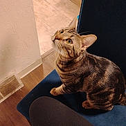 Big Back joined the competition — help win amazing prizes! blue_chair, cat, chair, curiosity, ears, feline, fur, home_interior, indoor, looking_up, paws, pet, portrait, sitting, stripes, tabby_cat, tile_floor, whiskers, wide_eyes, wood_floor