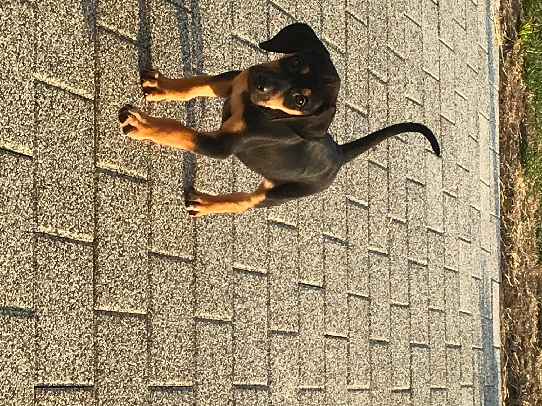 Bandit
