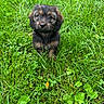 adorable, animal, cute, dog, eyes, field, fluffy, fur, grass, greenery, leaf, mammal, nature, outdoor, pet, portrait, puppy, sitting, small, young