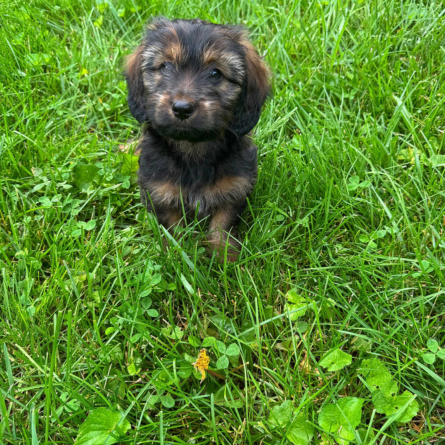 Coco joined the competition — help win amazing prizes! adorable, animal, cute, dog, eyes, field, fluffy, fur, grass, greenery, leaf, mammal, nature, outdoor, pet, portrait, puppy, sitting, small, young