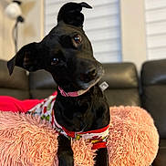 Arya is registered to the contest to win money with this photo: dog, black_dog, pet, collar, pajamas, pink_cushion, fluffy, couch, leather, indoor, lamp, window_blinds, head_tilt, curious, animal, mammal, relaxing, furniture, cozy, domestic