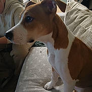 Bonnie participe au concours pour gagner de l'argent avec cette photo : dog, brown, white, couch, indoor, person, hoodie, earphones, blanket, furniture, home, pet, sitting, curious, face, ear, paw, drying_rack, clothing, relaxed