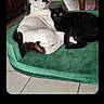 animal, black_cat, cat, companion, cozy, curious, cute, dog, domestic, floor, floor_tiles, friendship, furniture, home, indoor, looking_at_camera, pair, pet_bed, relaxed, white_dog