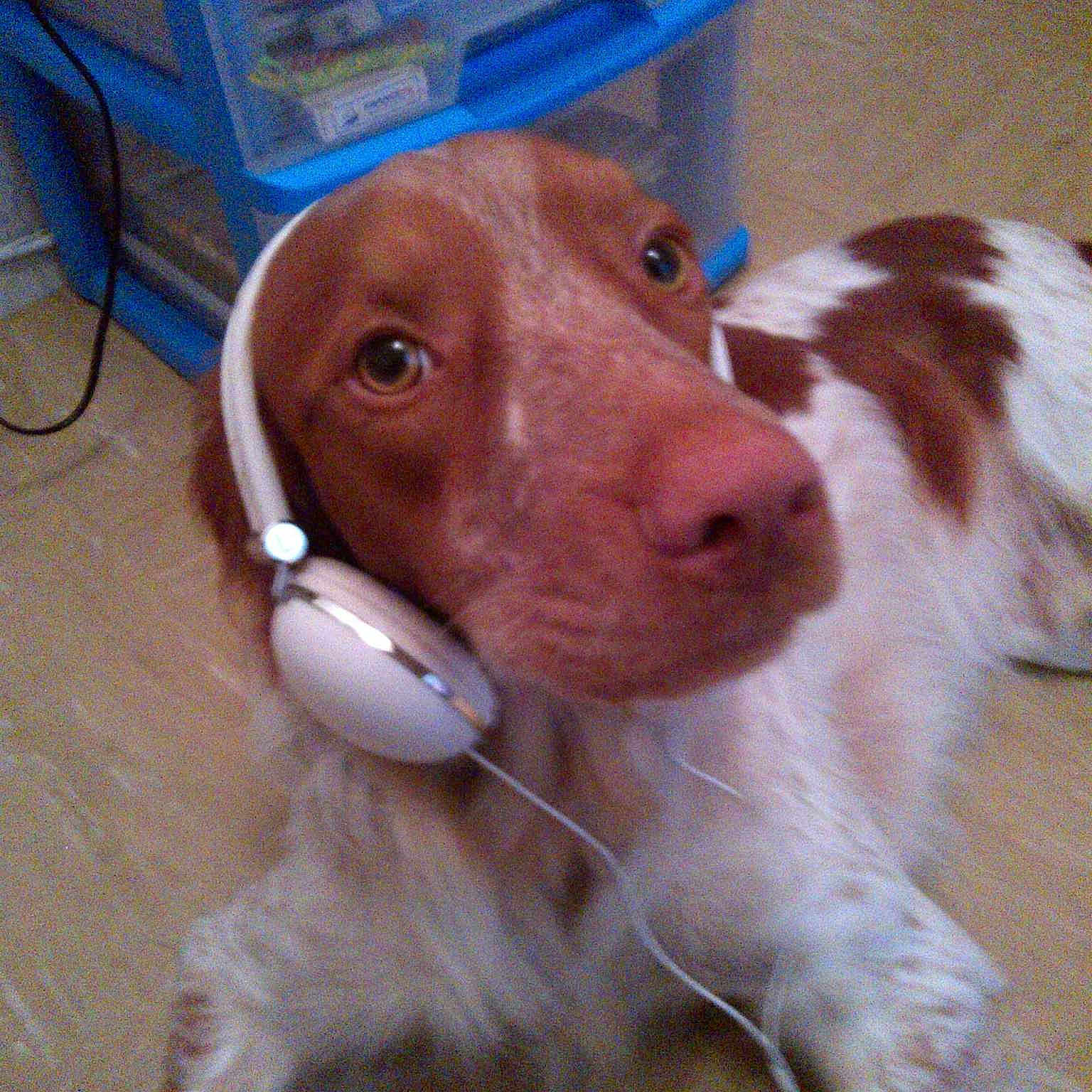 Youki