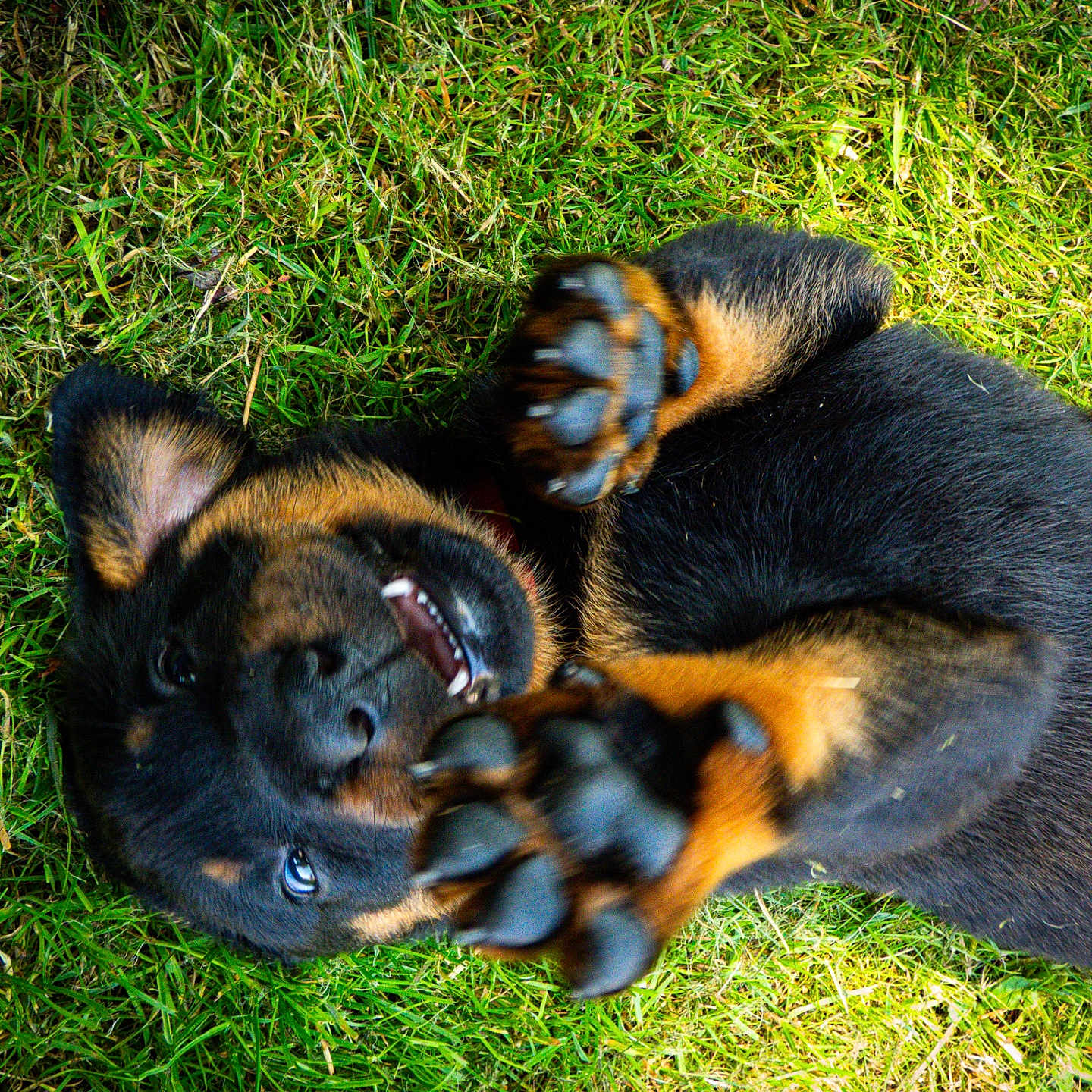 Loki participe au concours pour gagner de l'argent avec cette photo : animal, appenzeller, boxer, bulldog, canine, dog, electronics, field, germanshepherd, grass, hardware, hound, lawn, person, pet, plant, puppy, sleeping, snout, terrier